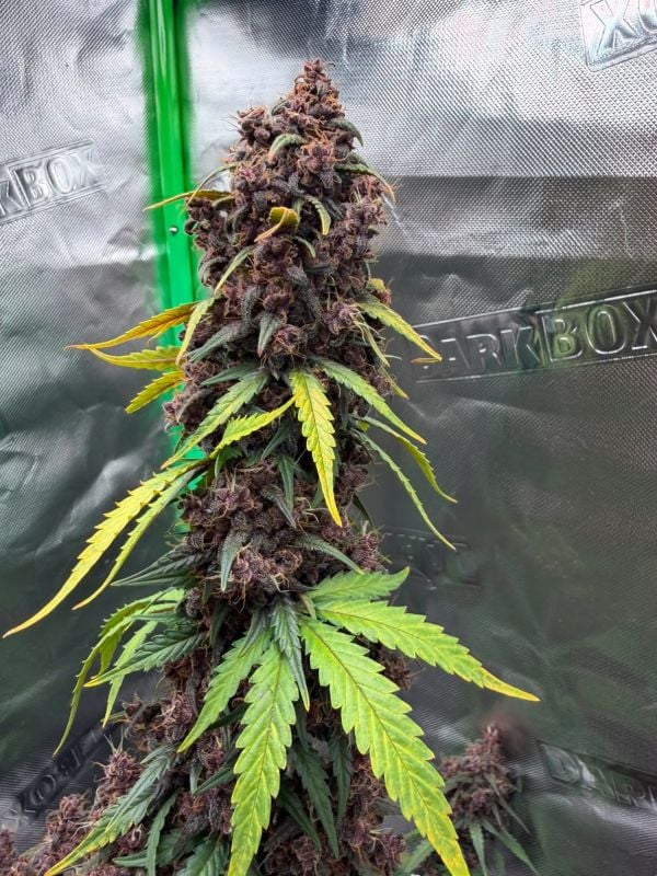 Instagram Purple Lemonade Auto RF3
