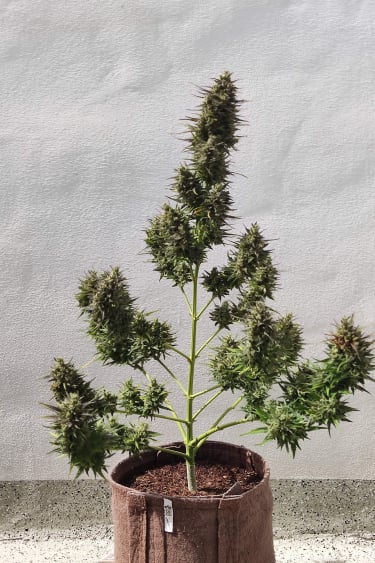 Instagram Cinderella Auto