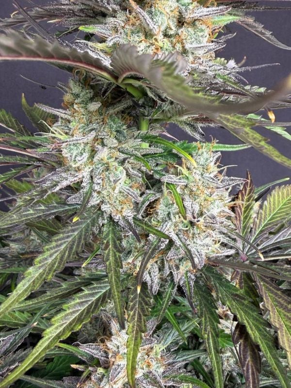 Instagram Trainwreck Auto