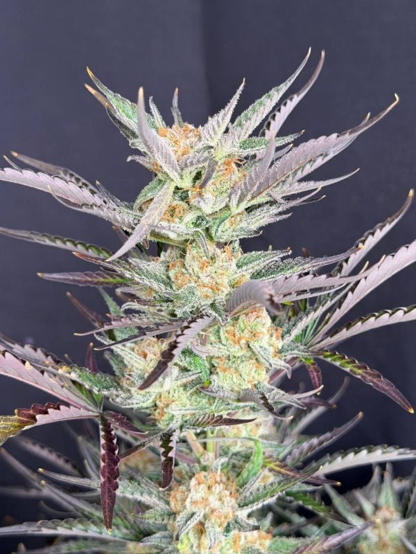 Instagram Blueberry Auto