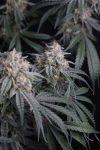 Instagram Garlic Mint Sherbet Auto™