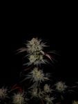 Instagram Mendo Frost Auto™
