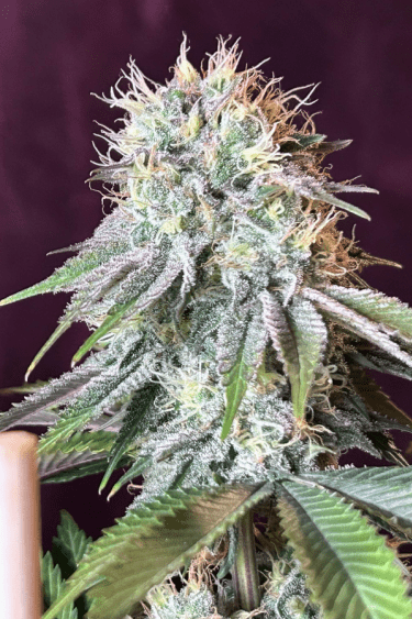 Instagram Orange Sherbet FF