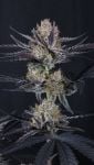 Instagram Guava Runtz Auto™