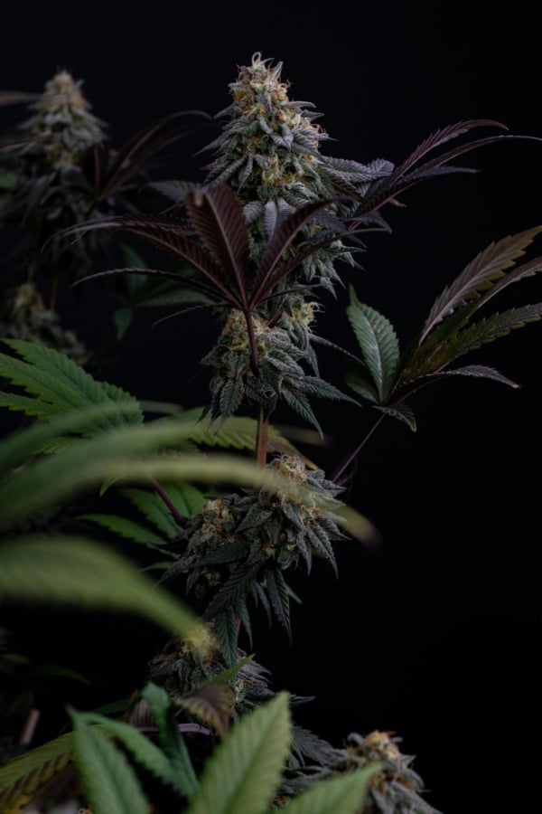 Instagram Lemon Cherry Runtz