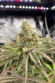 Instagram Gorilla Melon™