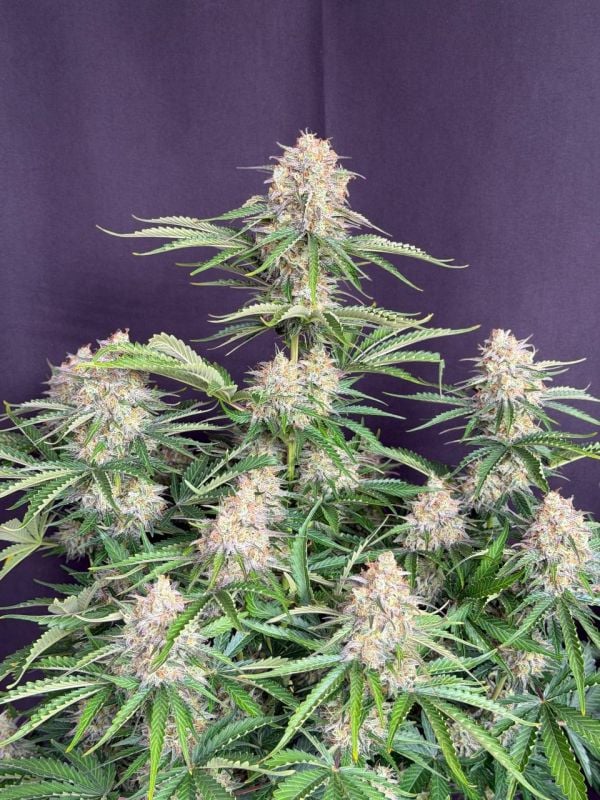 Instagram Moby Dick Auto