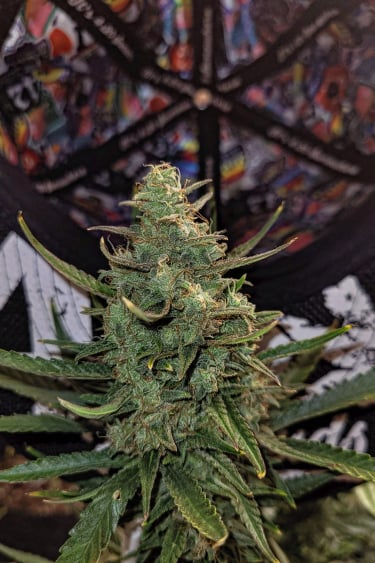 Instagram Forbidden Runtz Auto