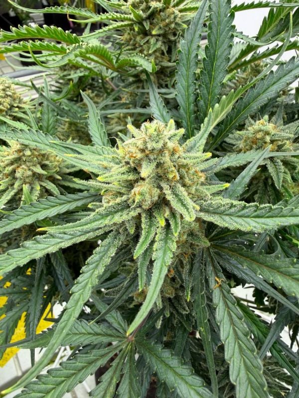 Instagram White Widow Auto