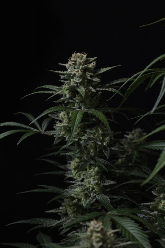 Instagram Banana Cherry Cookies Auto