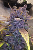 Instagram Purple Lemonade Auto