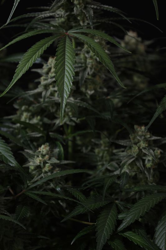 Instagram Banana Cherry Cookies Auto