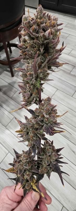AUTO | Purple Lemonade Auto RF3™