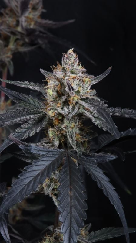 Instagram Guava Runtz Auto