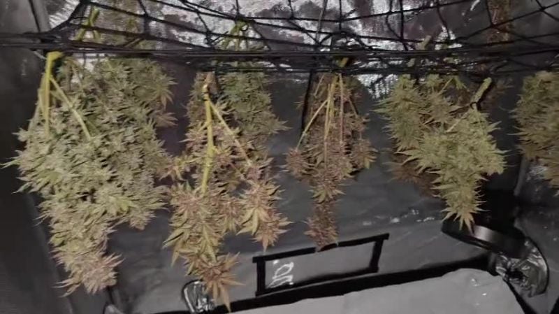 GG4 Sherbet FF, Purple Lemonade FF, Wedding Cheesecake FF @max____8983 DIS 