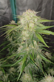 Instagram Gorilla Cookies Auto