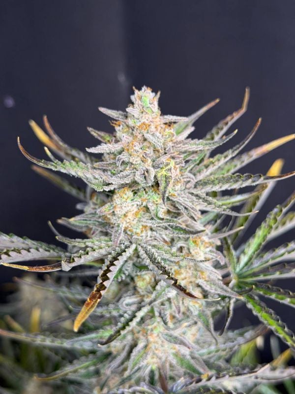 Instagram Cheese Auto