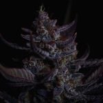 Instagram Mendo Guava Auto™