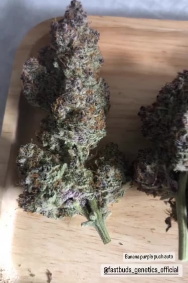 Banana Purple Punch Auto