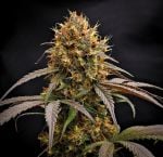 Instagram Guava Runtz Auto™