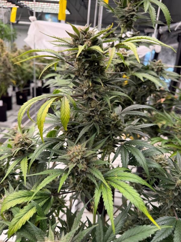 Instagram Sour Diesel Auto