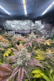 Instagram GG4 Sherbet FF