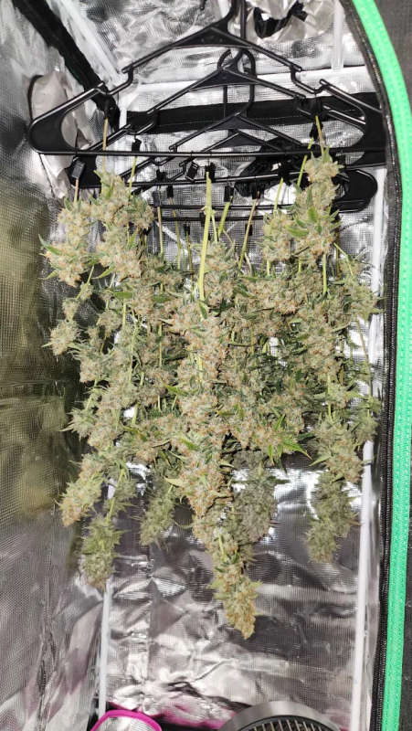 Instagram Tropicana Cookies Auto