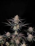 Instagram Guava Sundae Auto™