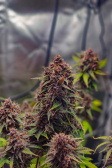 Instagram Lemon Cherry Cookies Auto