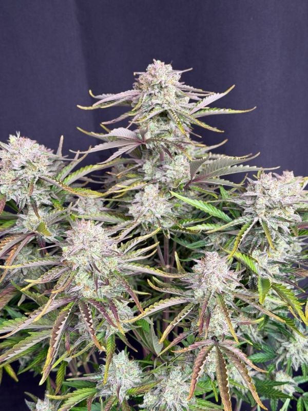 Instagram Cinderella Auto