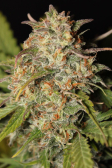 Instagram Gorilla Z Auto