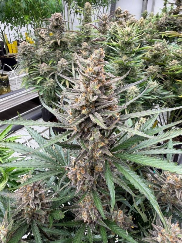 Instagram Big Bud Auto