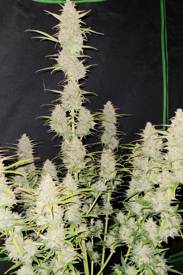 Instagram Moby Dick Auto