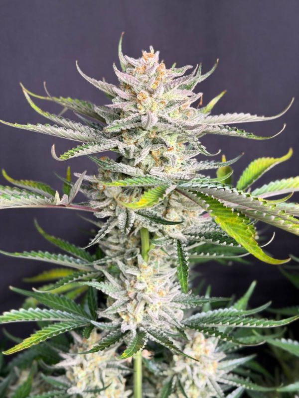Instagram BubbleGum Auto