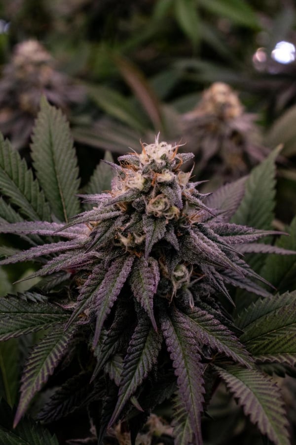 Instagram Lemon Cherry Runtz