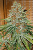 Instagram GG4 Sherbet FF