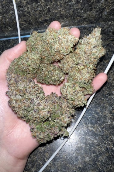 Instagram Purple Lemonade Auto