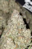 Instagram Gorilla Z Auto