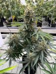 Instagram Big Bud Auto
