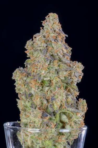 Instagram Lemon Pie Auto