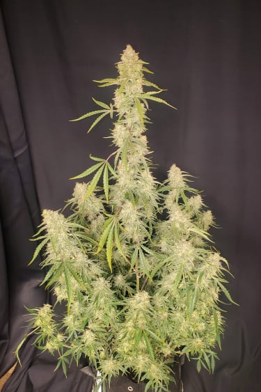 Instagram Orange Sherbet Auto