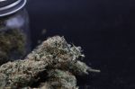 Instagram Garlic Mint Sherbet Auto™