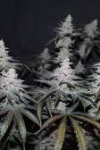 Instagram Gorilla Cookies FF