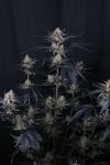 Instagram Guava Runtz Auto™