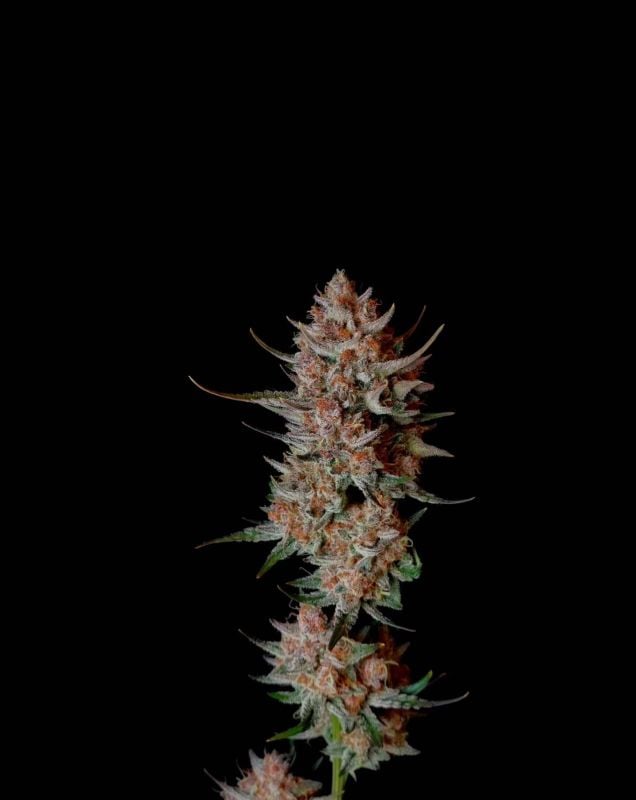 Instagram Guava Sundae Auto
