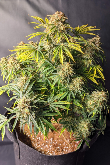 Buy Skunk Auto Cannabis Seeds | Fast Buds