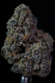 Instagram Gorilla Cookies Auto