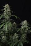 Instagram Banana Cherry Cookies Auto™