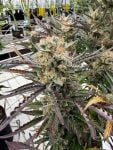 Instagram Blueberry Auto