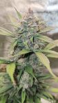 Instagram Strawberry Gorilla Auto